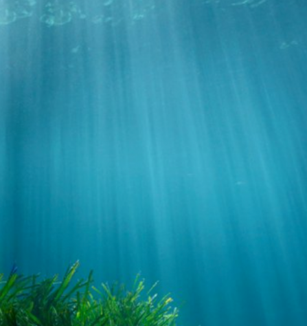 Fondo marino